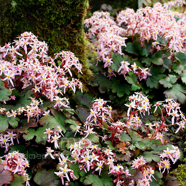 Big Photo of Saxifraga Fortunei