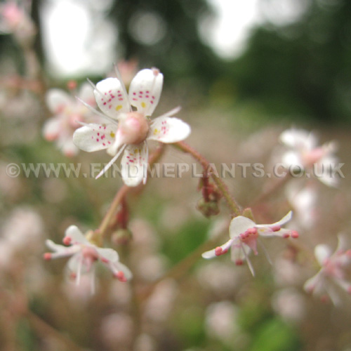 Big Photo of Saxifraga Umbrosa, Flower Close-up