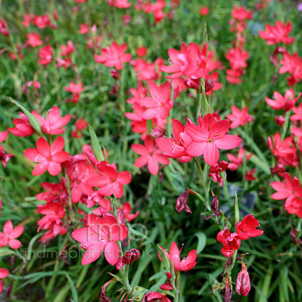 Big Photo of Schizostylis Coccinea