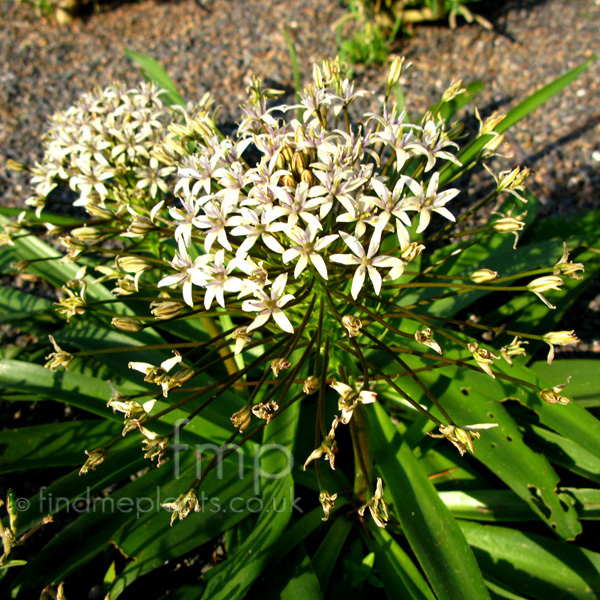 Big Photo of Scilla Peruviana