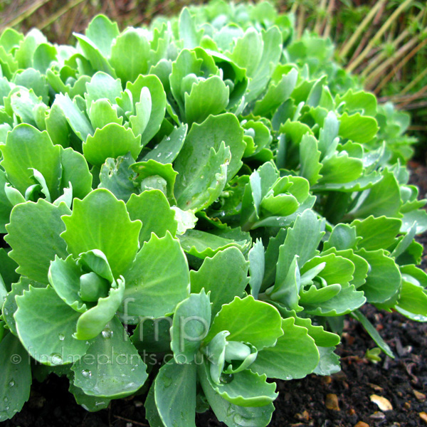 Big Photo of Sedum , Leaf Close-up