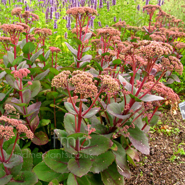 Big Photo of Sedum 