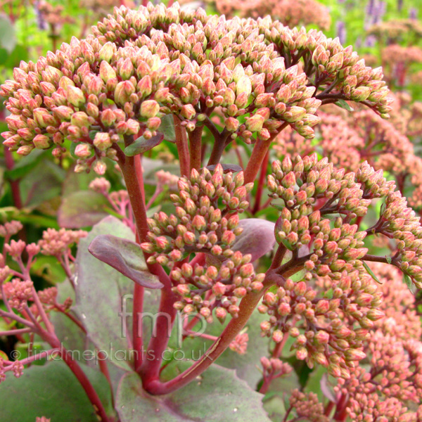 Big Photo of Sedum , Flower Close-up