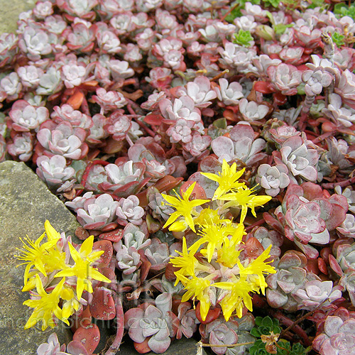 Big Photo of Sedum  Spathulifolium