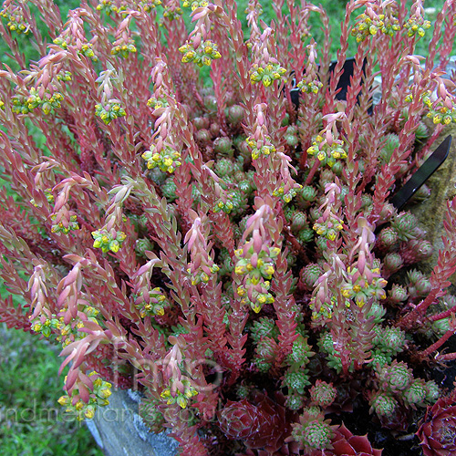 Big Photo of Sedum Rupestre