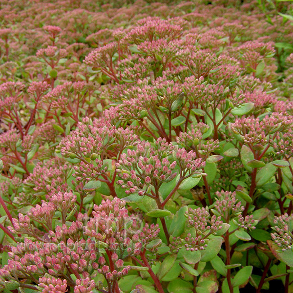 Big Photo of Sedum 