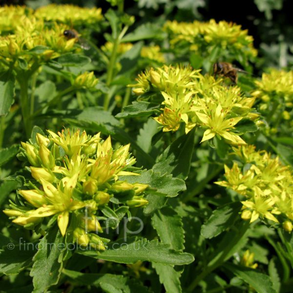 Big Photo of Sedum Selskianum, Flower Close-up