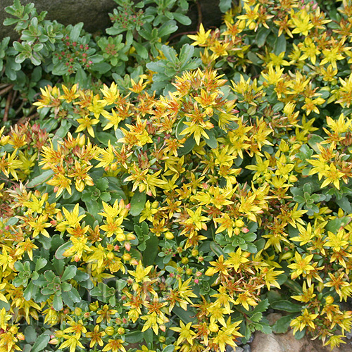 Big Photo of Sedum Kamtschaticum