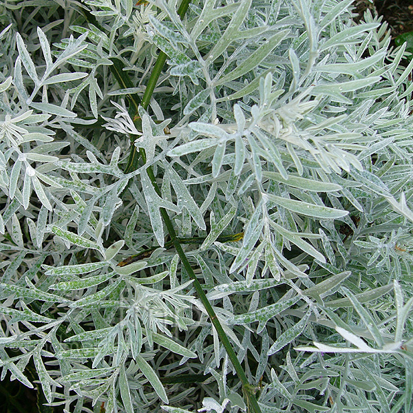 Big Photo of Brachyglottis Viravira