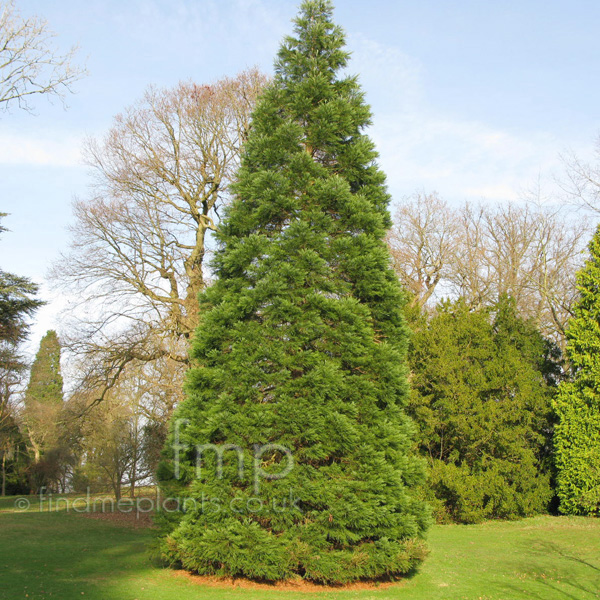Big Photo of Sequoiadendron Giganteum