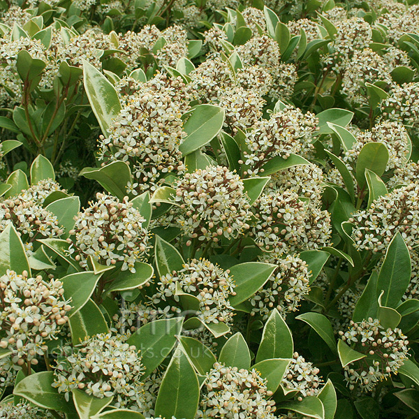 Big Photo of Skimmia Japonica