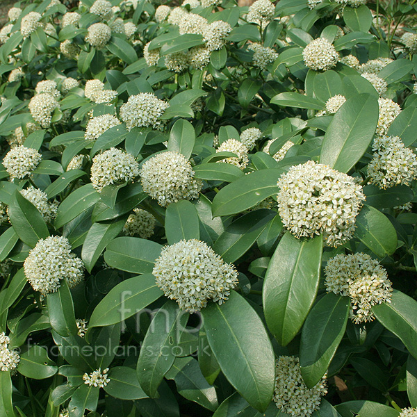 Big Photo of Skimmia 