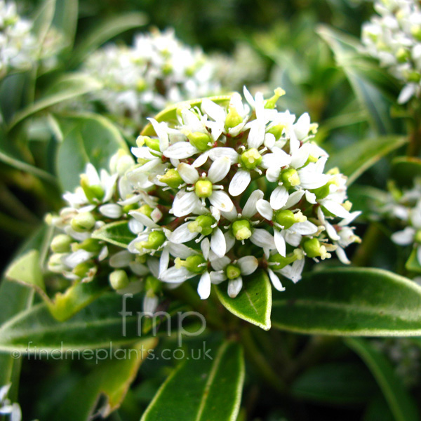 Big Photo of Skimmia Japonica, Flower Close-up