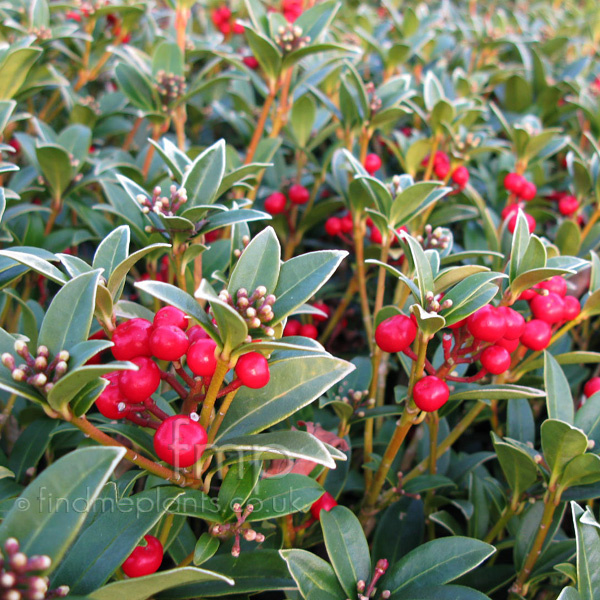 Big Photo of Skimmia Japonica