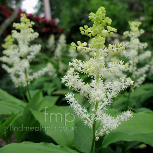 Big Photo of Smilacina Racemosa, Flower Close-up