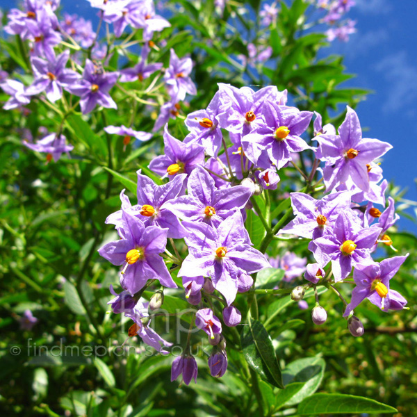 Big Photo of Solanum Crispum, Flower Close-up