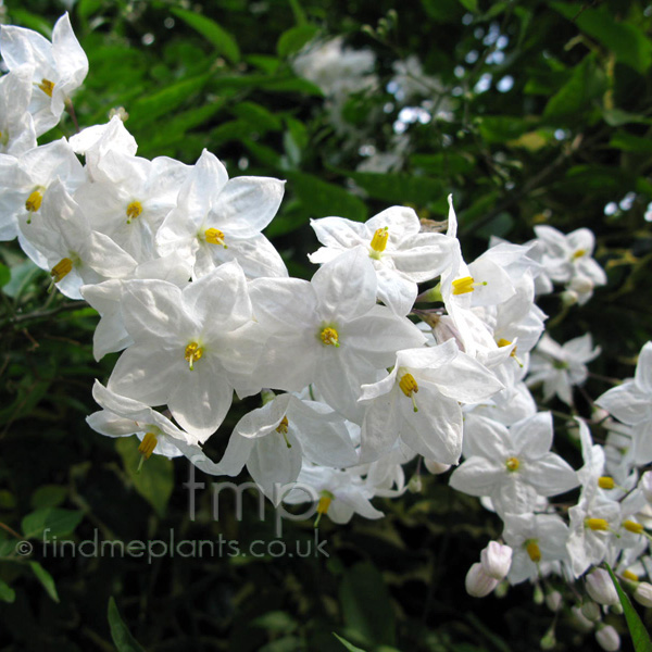 Big Photo of Solanum Jasminoides