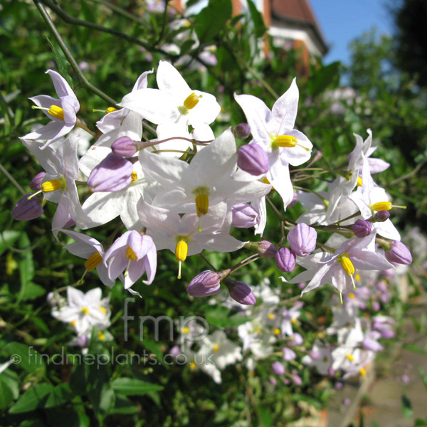 Big Photo of Solanum Jasminoides, Flower Close-up