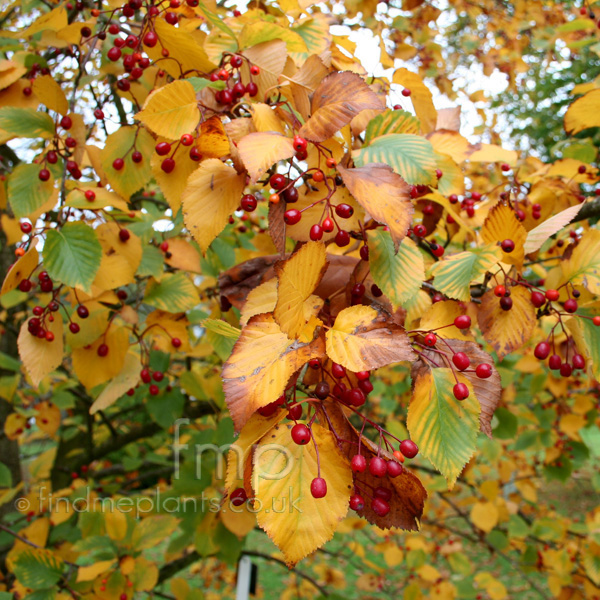 Big Photo of Sorbus Alnifolia