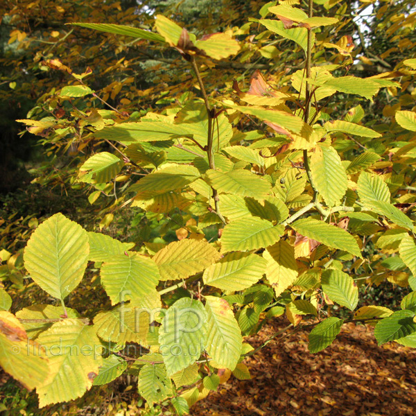 Big Photo of Sorbus Alnifolia, Leaf Close-up