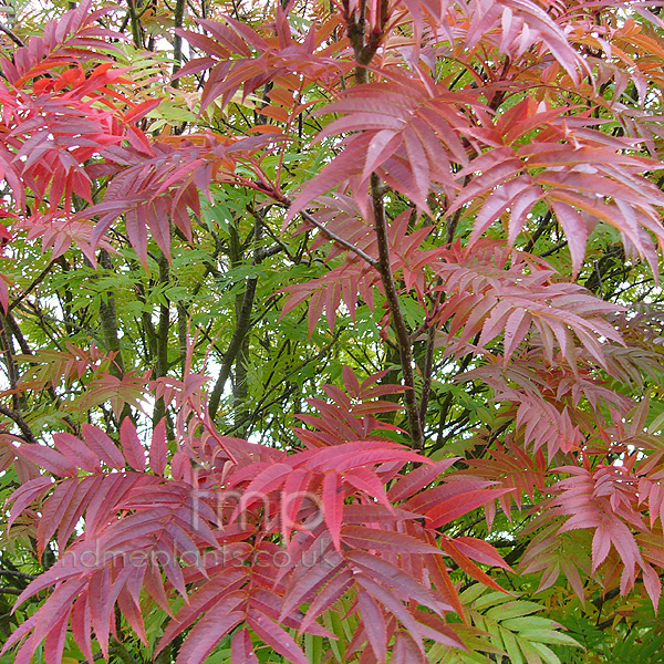 Big Photo of Sorbus Commixta