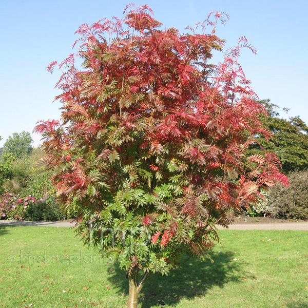 Big Photo of Sorbus Commixta