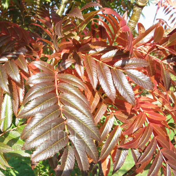 Big Photo of Sorbus Commixta, Leaf Close-up