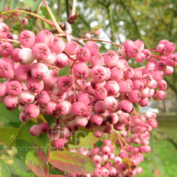 Big Photo of Sorbus Hupehensis