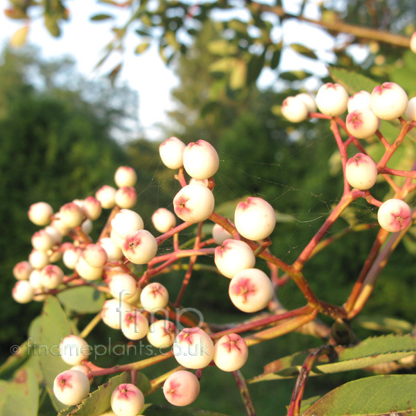 Big Photo of Sorbus Hupehensis