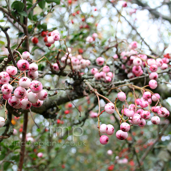 Big Photo of Sorbus Microphylla