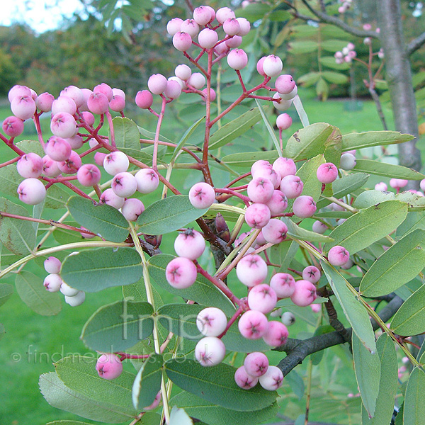 Big Photo of Sorbus Oligodonta