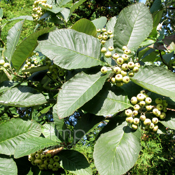 Sorbus thibetica: Information, Pictures & Cultivation Tips