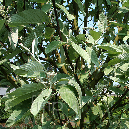 Big Photo of Sorbus Wilfrid Fox