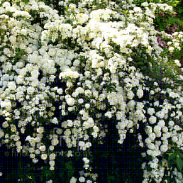Big Photo of Spiraea 