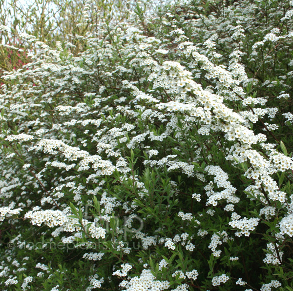 Big Photo of Spiraea , Flower Close-up