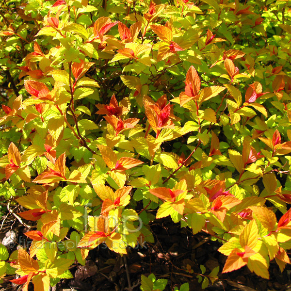 Big Photo of Spiraea Japonica