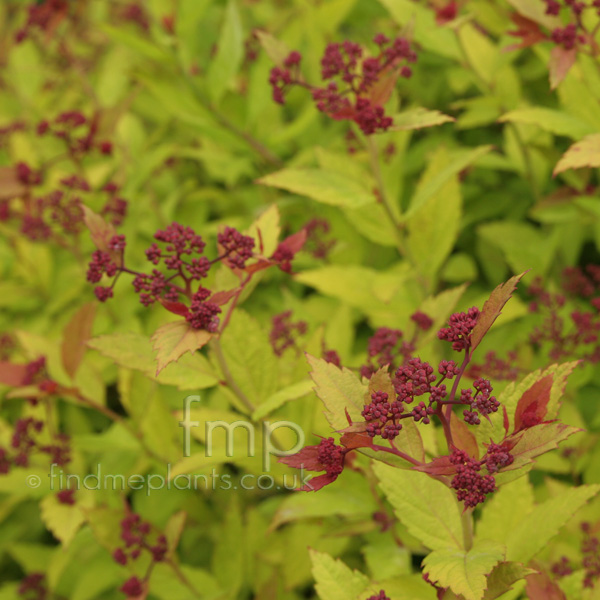 Big Photo of Spiraea Japonica, Leaf Close-up