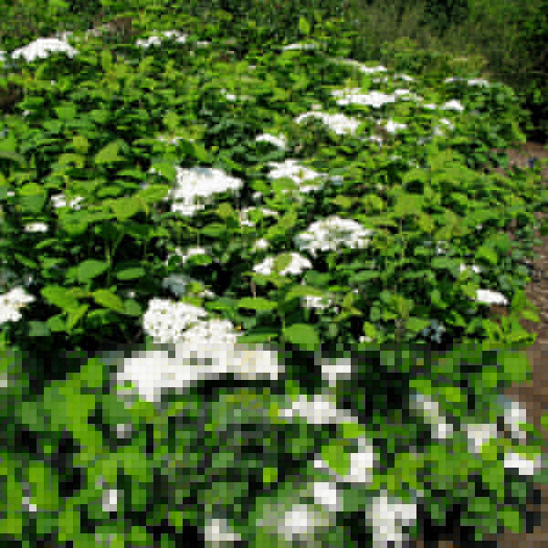 Big Photo of Spiraea Media