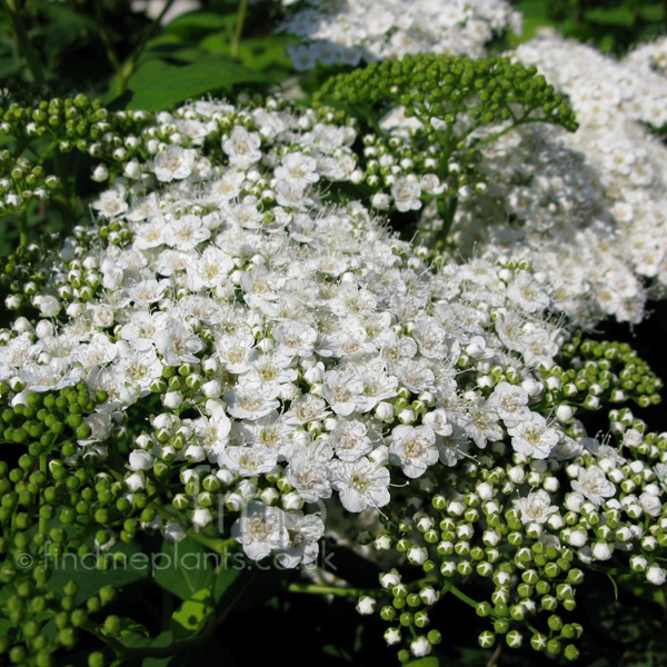 Big Photo of Spiraea Media, Flower Close-up