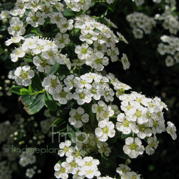 Big Photo of Spiraea Nipponica, Flower Close-up