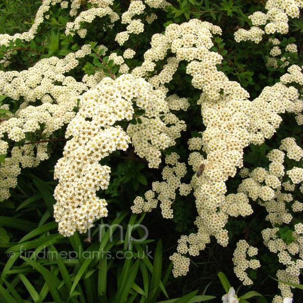 Big Photo of Spiraea Nipponica, Flower Close-up