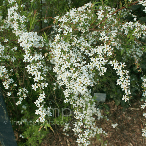 Big Photo of Spiraea Thunbergii