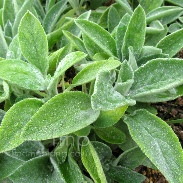 Big Photo of Stachys Byzantina, Leaf Close-up