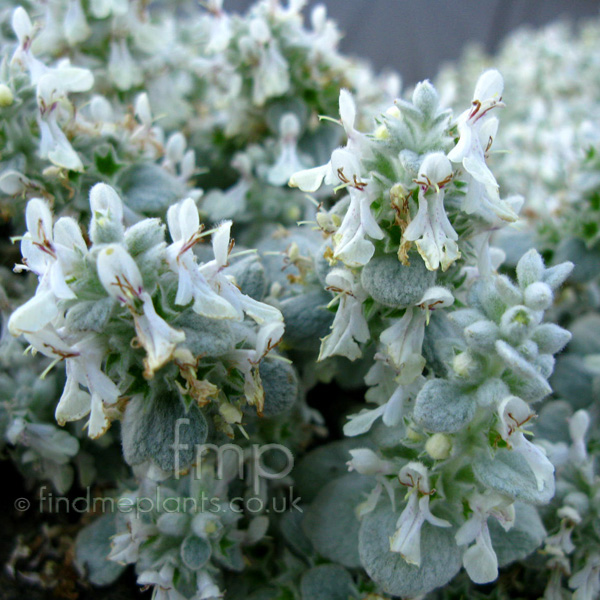 Big Photo of Stachys Candida, Flower Close-up