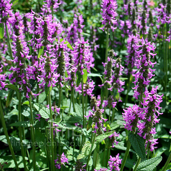 Big Photo of Stachys Officinalis