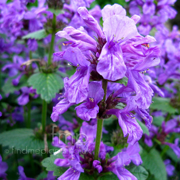 Big Photo of Stachys Macrantha, Flower Close-up