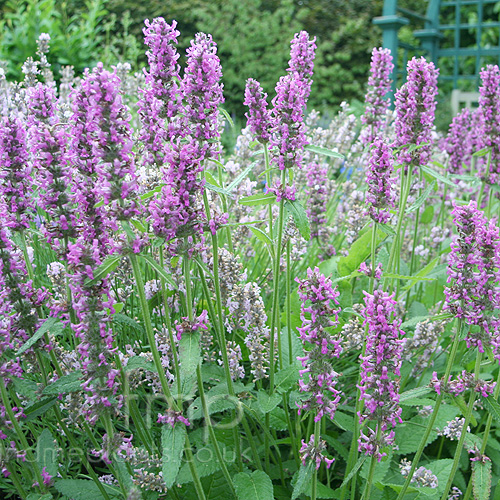 Big Photo of Stachys Officinalis