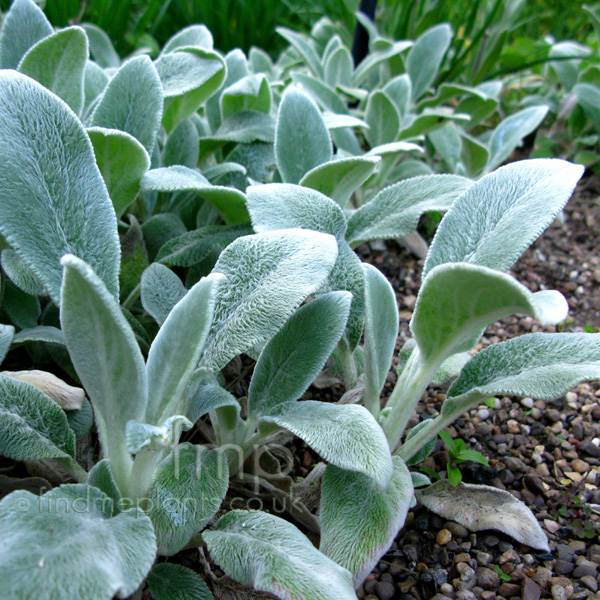 Big Photo of Stachys Byzantina, Leaf Close-up