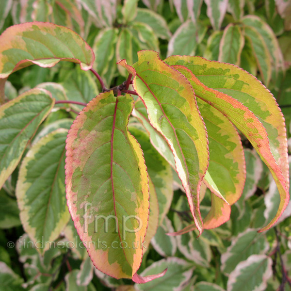 Big Photo of Stachyurus Chinensis, Leaf Close-up