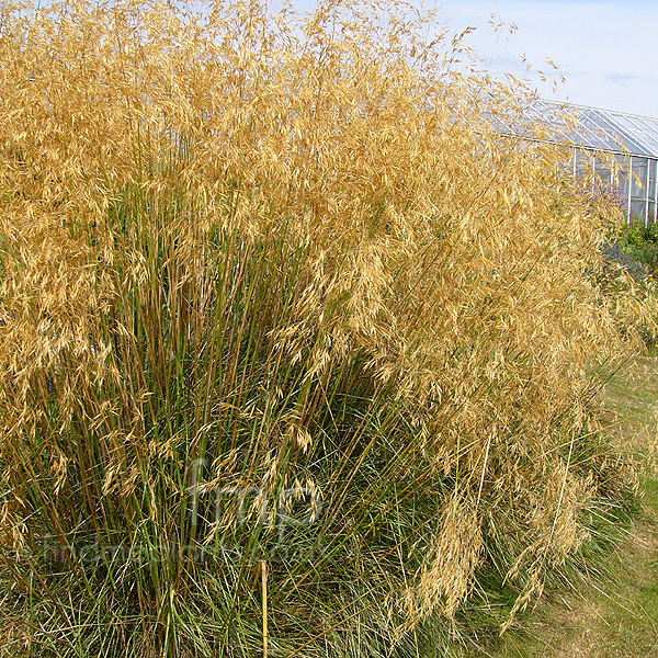 Big Photo of Stipa Gigantea